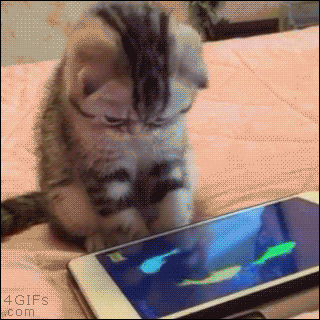 giphy (13)